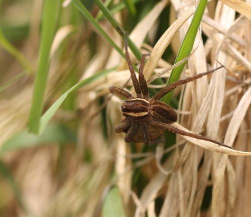Réf. 180 445 : Dolomedes sp.